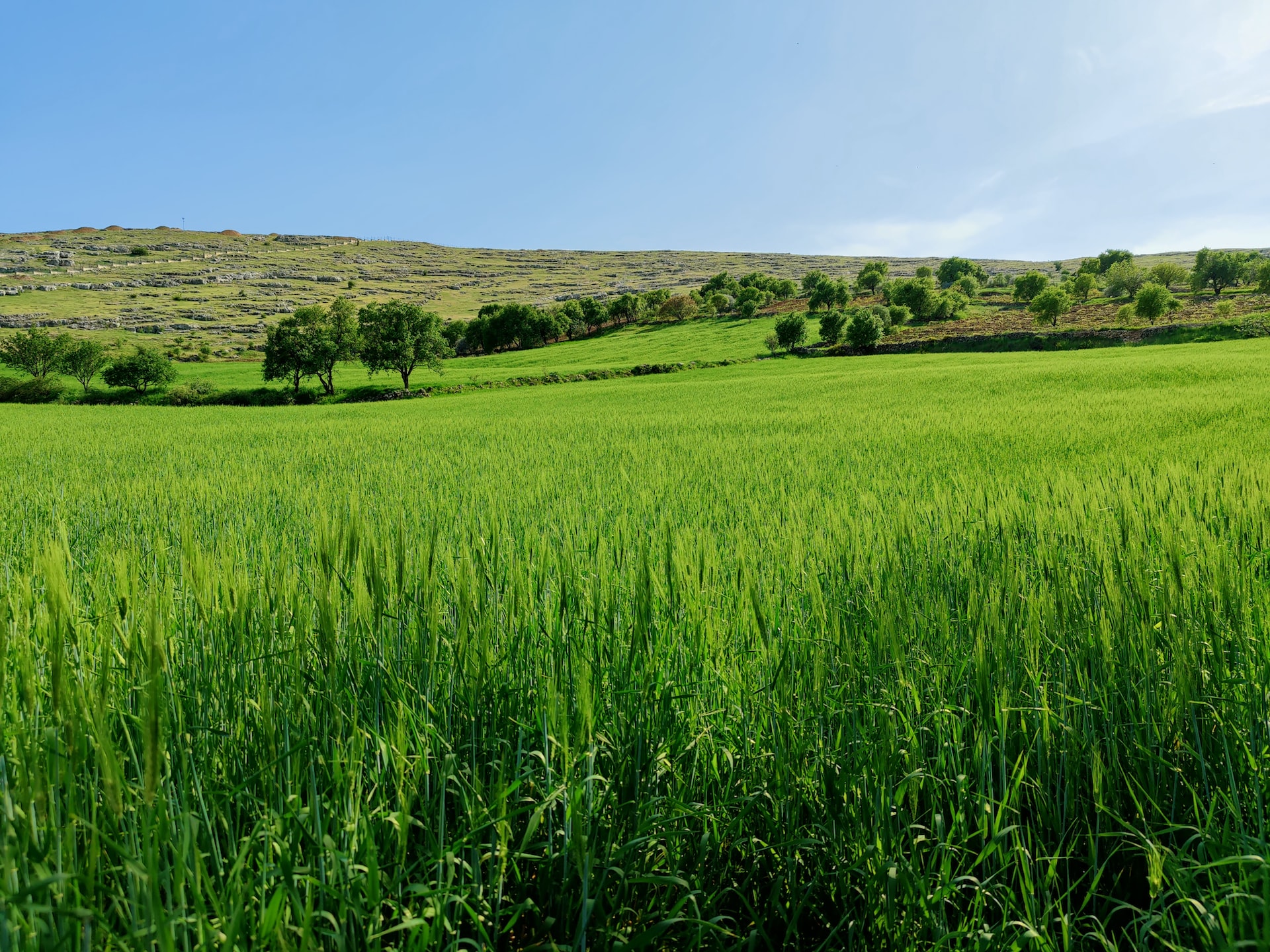 ağustosun-ikinci-haftasında-buğday-arpa-ve-mısır-fiyatları-ne-kadar-oldu