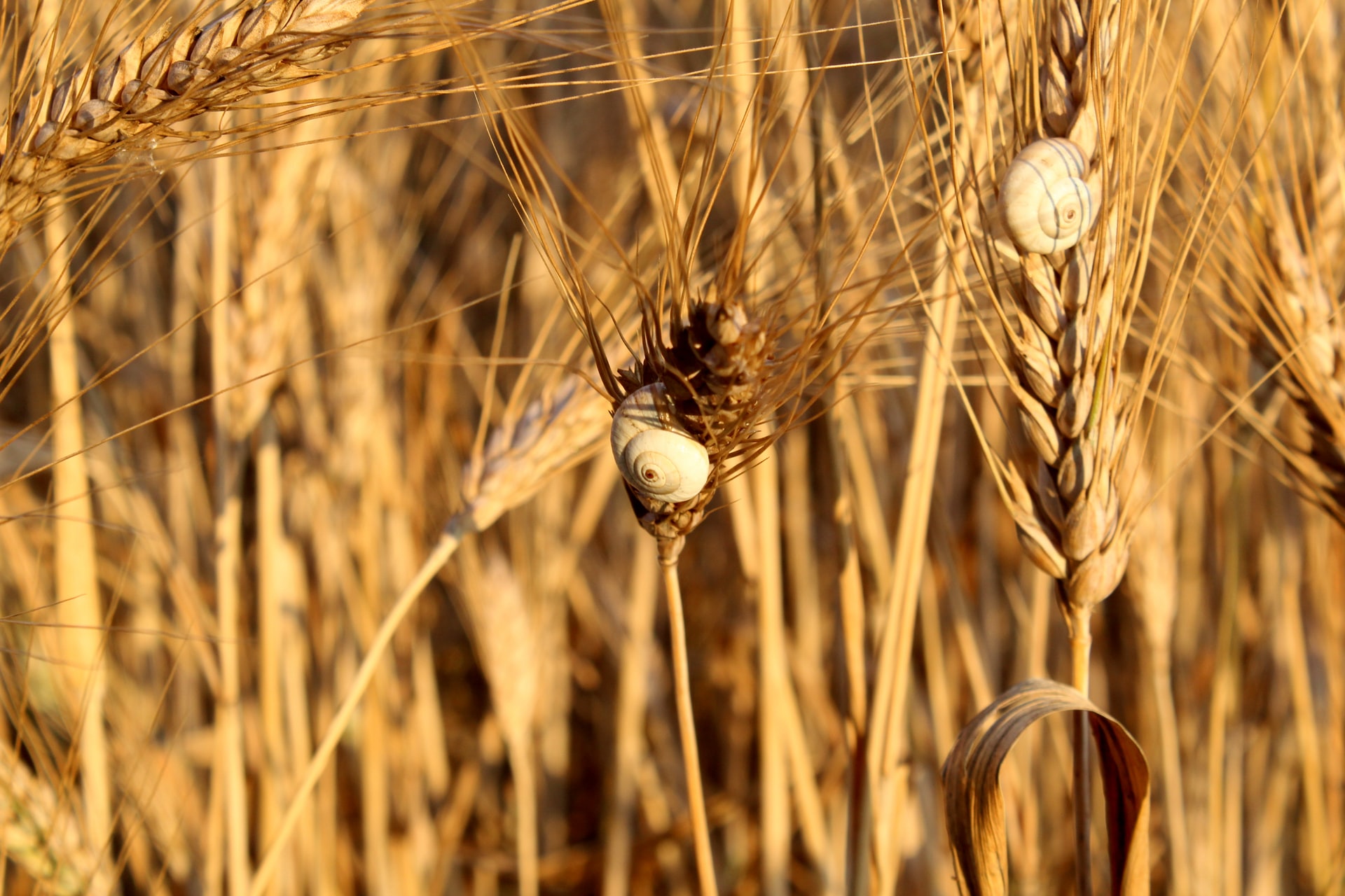 buğday-fiyatları-25-temmuz-kaç-lira-tahıl-koridoru-son-durum-ne-buğday-fiyatı-artacak-mı