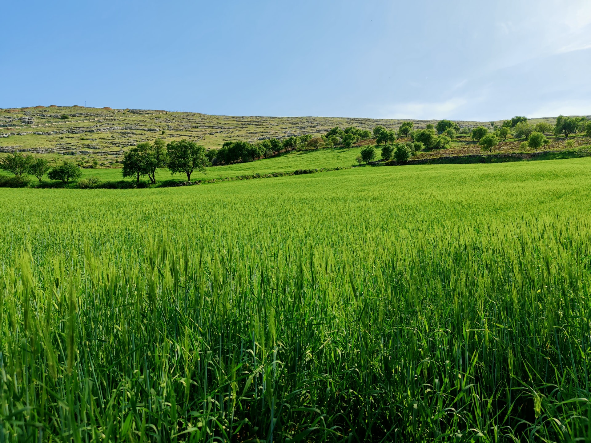 enola-buğdayı-özellikleri-en-verimli-buğday-hangisidir