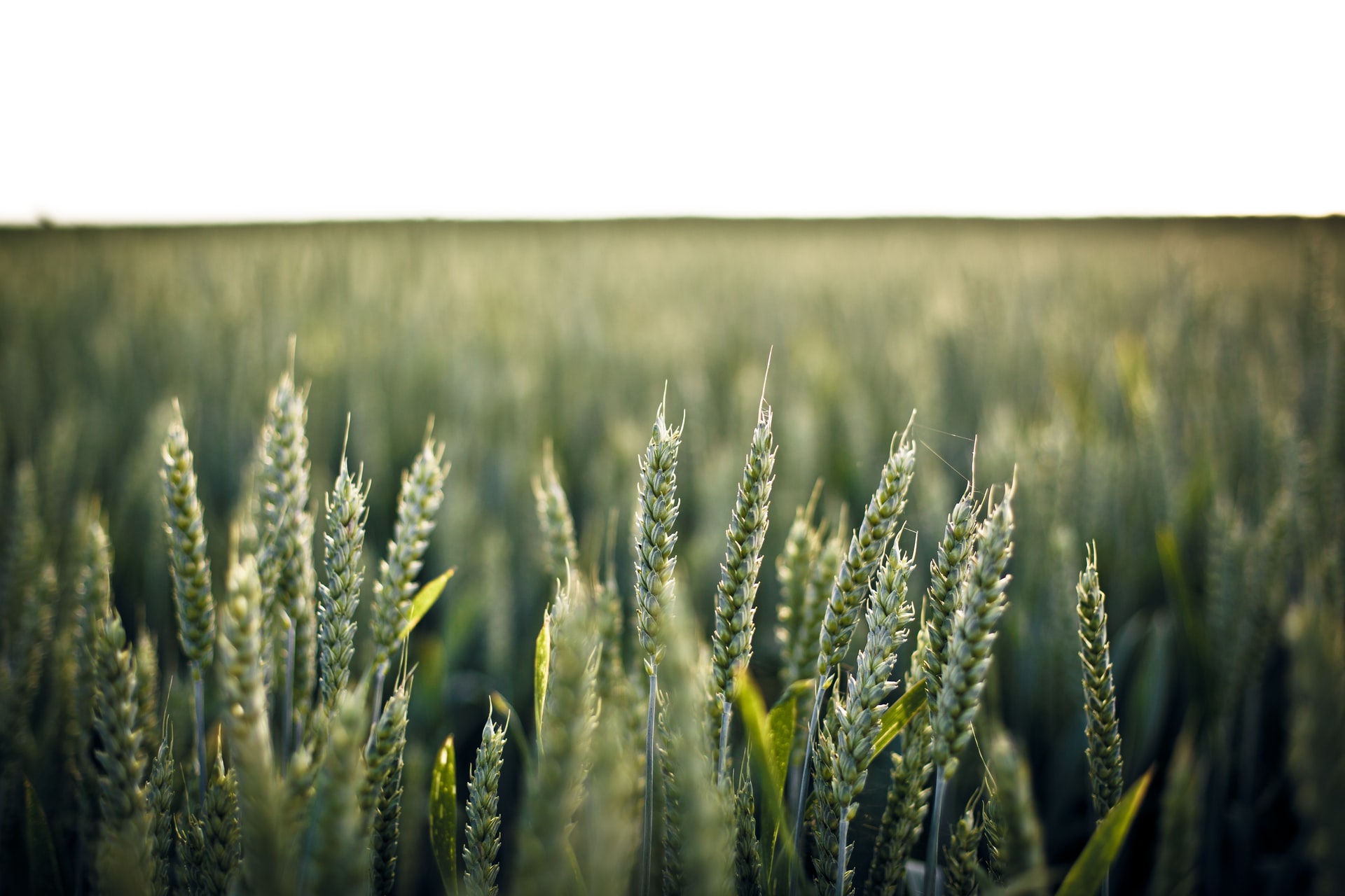 halis-buğdayı-özellikleri-en-verimli-ekmeklik-buğday-hangisidir