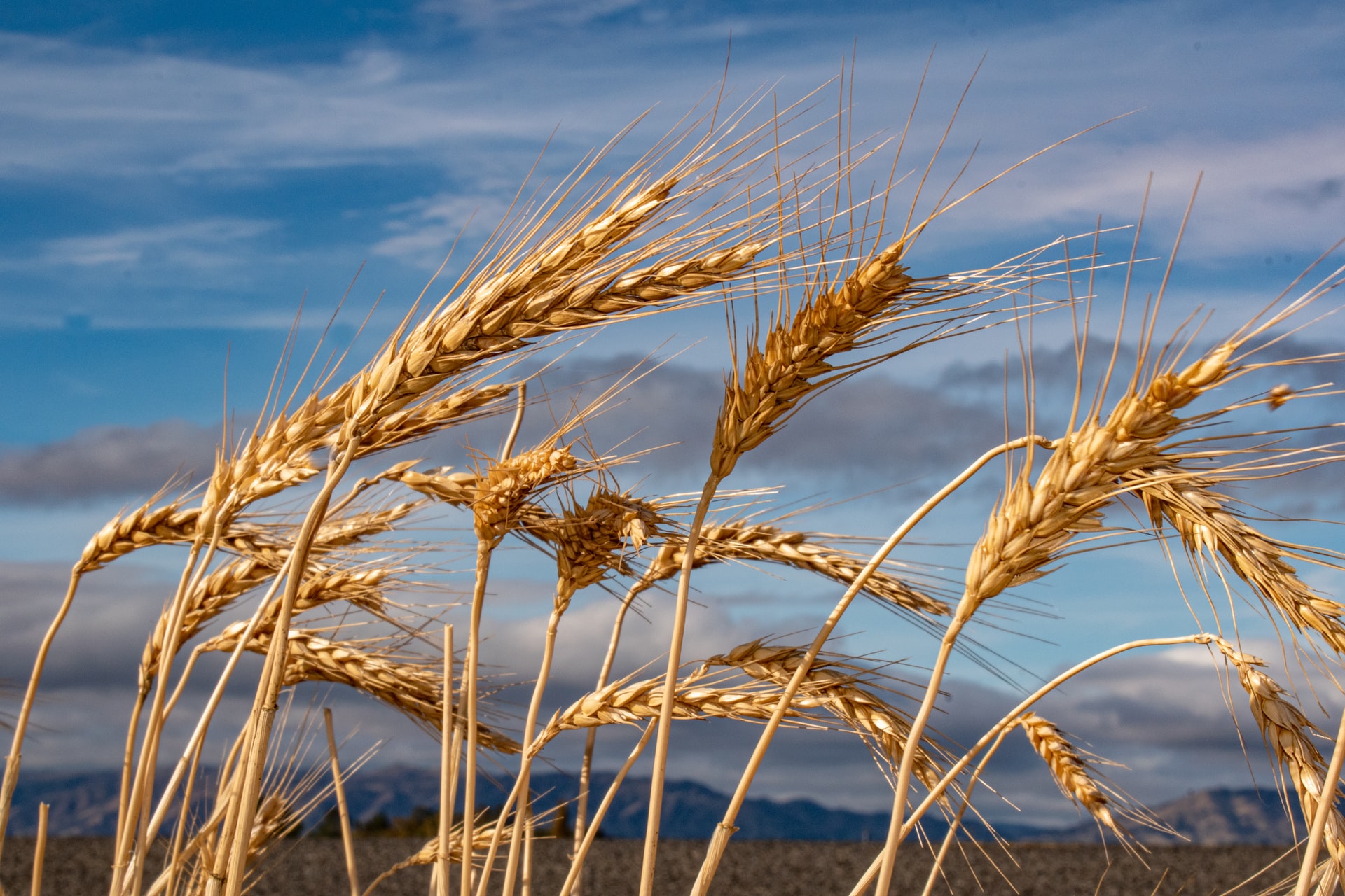 hububat-fiyatları-2022-buğday-arpa-mercimek-mısır-yulaf-fasulye