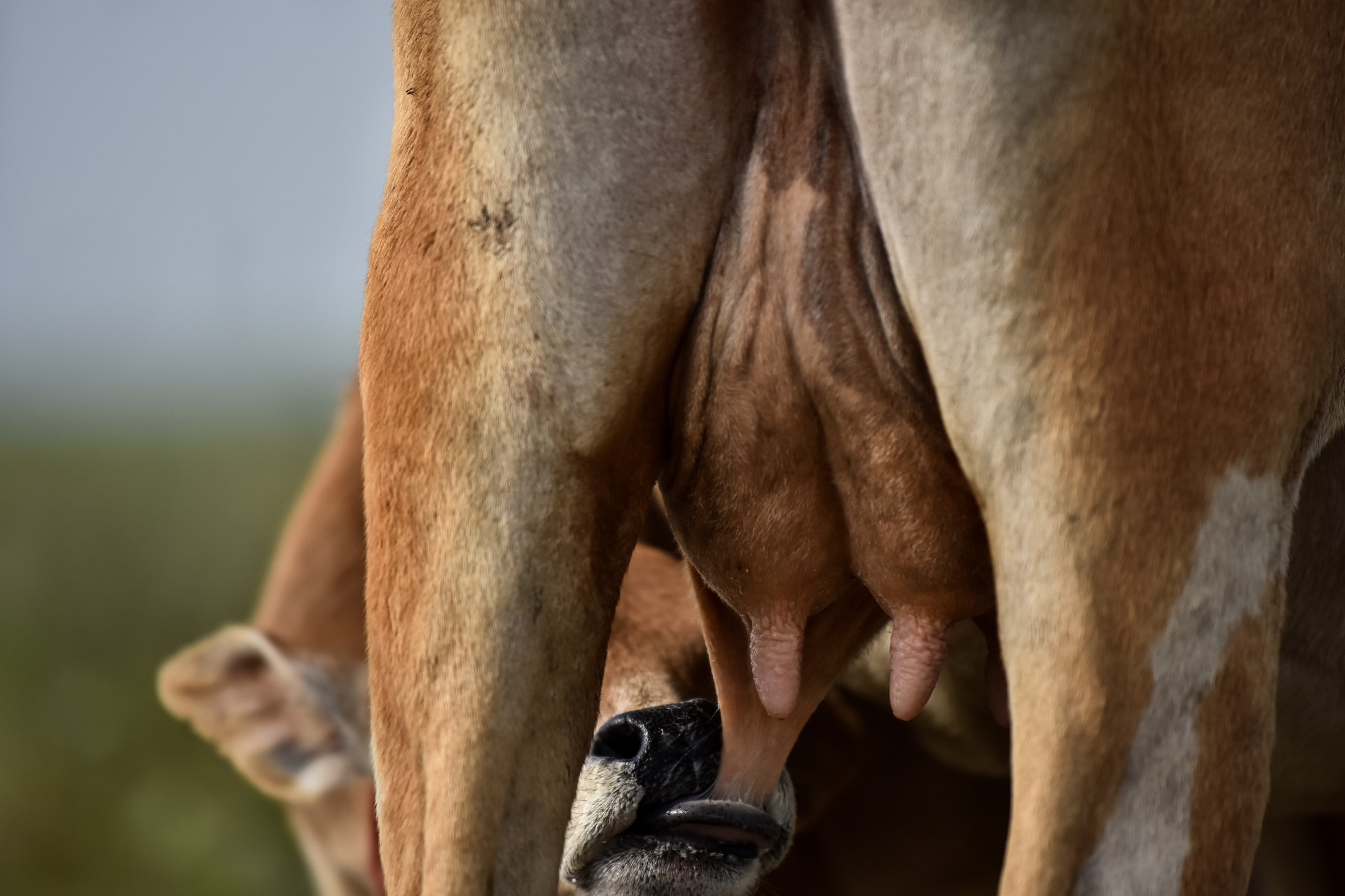 ineklerde-mastitis-nedenleri-belirtileri-önlenmesi-tedavisi