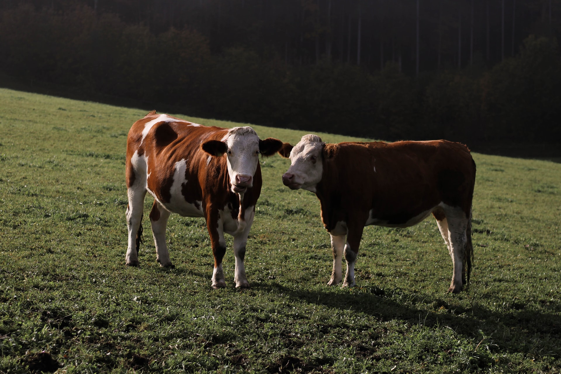 kuru-dönem-süt-inekleri-için-önemli-bir-aşama