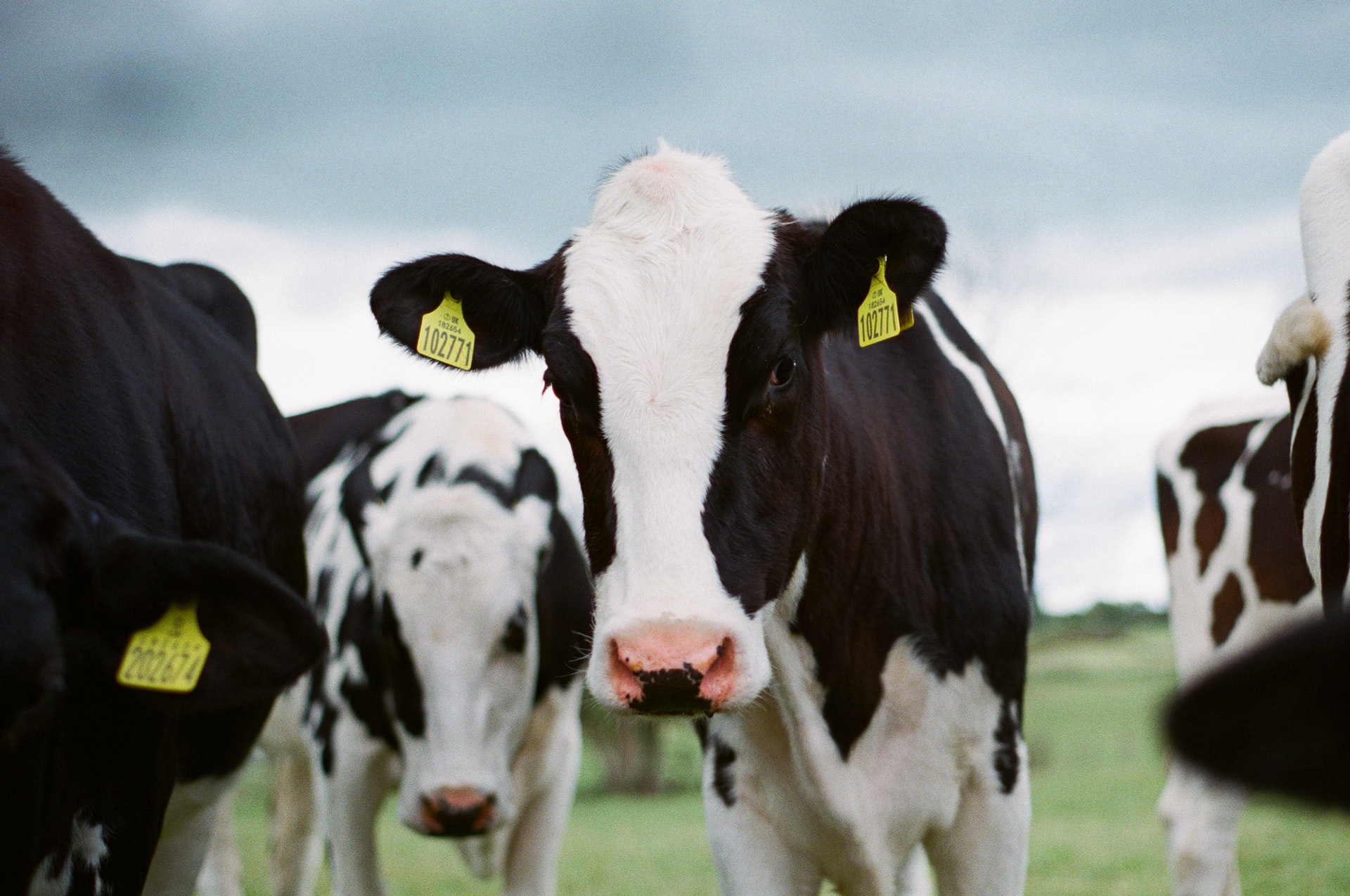 süt-ineklerinde-karaciğer-yağlanması-nasıl-engellenir