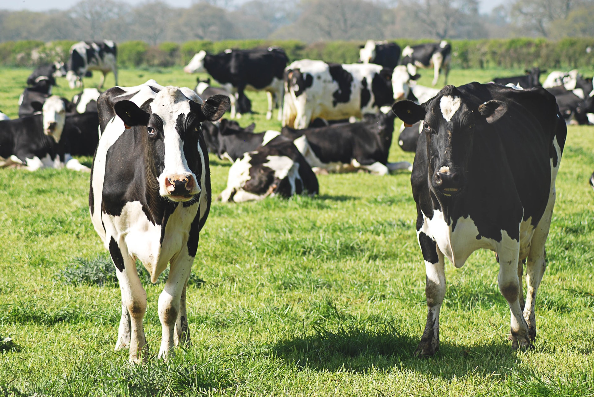 süt-ineklerinde-ketozis-nasıl-engellenir